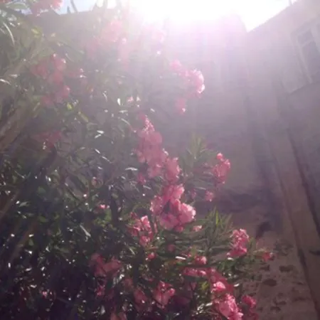 ホテル シャントクレール カンヌ